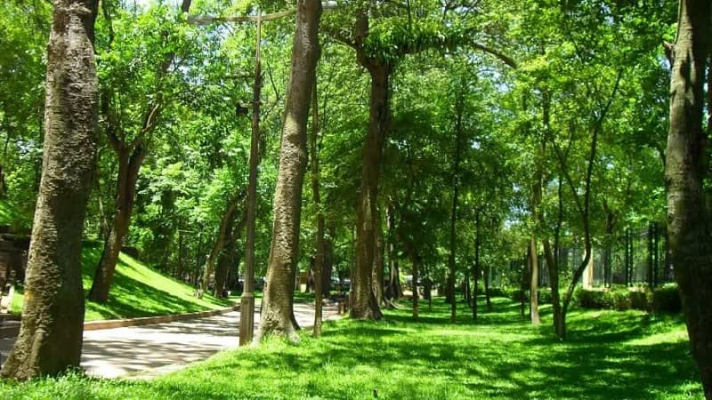 Công viên Bách thảo được phủ xanh bởi những tán lá