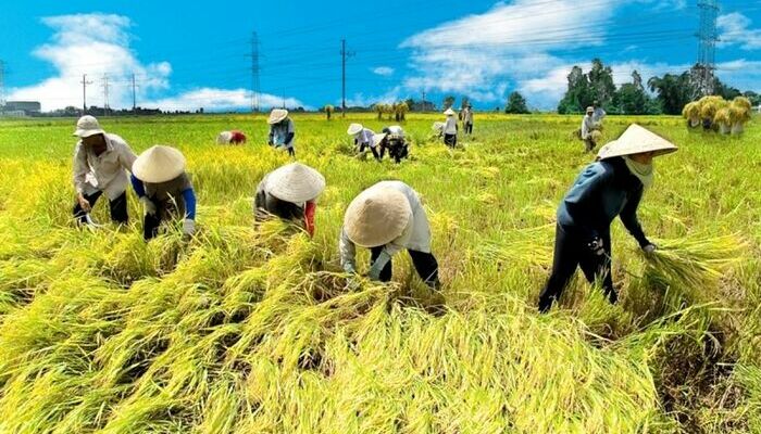 Đất trồng lúa là gì? thủ tục chuyển đổi đất trồng lúa 2024 3 Dat trong lua la gi thu tuc chuyen doi dat