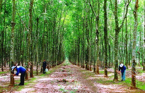 Đất rừng phòng hộ là gì? thủ tục chuyển đổi sang rừng sản xuất? 2 Quy định đất rừng phòng hộ