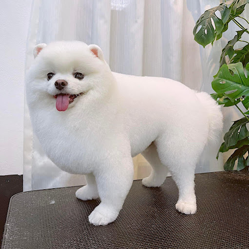 Ảnh