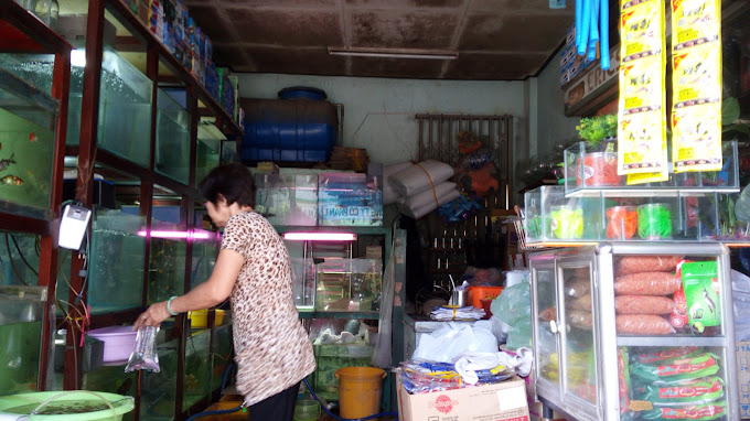 Full Danh Sách Cửa Hàng Cá Cảnh Tại TP.HCM Giá Rẻ, Chất Lượng 37 Cửa hàng cá kiểng Tâm Phát