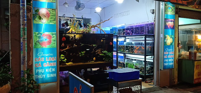 Full Danh Sách Cửa Hàng Cá Cảnh Tại TP.HCM Giá Rẻ, Chất Lượng 39 Cửa hàng cá cảnh Ry