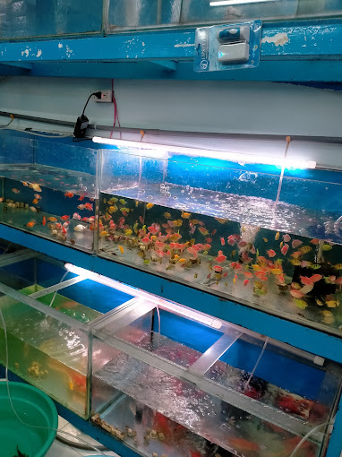 Full Danh Sách Cửa Hàng Cá Cảnh Tại TP.HCM Giá Rẻ, Chất Lượng 40 Cửa hàng Tuyết cá cảnh