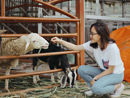 Trại bò sữa check-in tuyệt đẹp ở Mộc Châu thu hút giới trẻ | Thị trường NLD