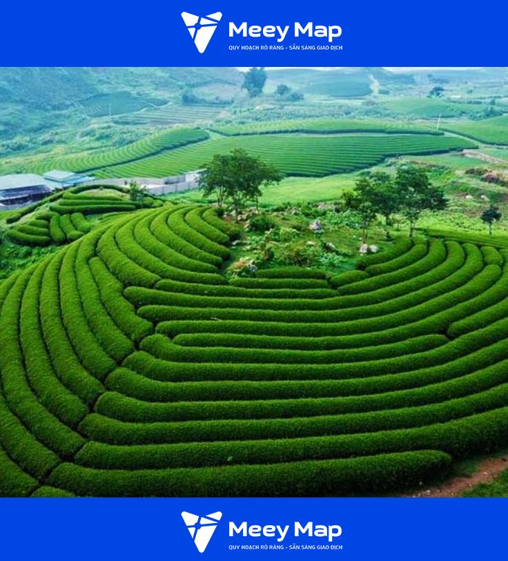 Bản đồ Du Lịch Việt Nam | Tất cả các địa điểm du lịch 5 Cao nguyen Moc Chau