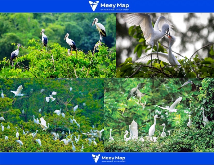 Du lịch sinh thái Vườn cò Tân Long