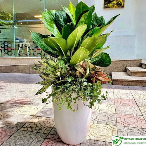 Cây Trong Phòng Khách – Ý Nghĩa, Lợi Ích, Cách Chọn & Phong Thủy Đầy Đủ 12 Bạch Mã Hoàng Tử phòng khách