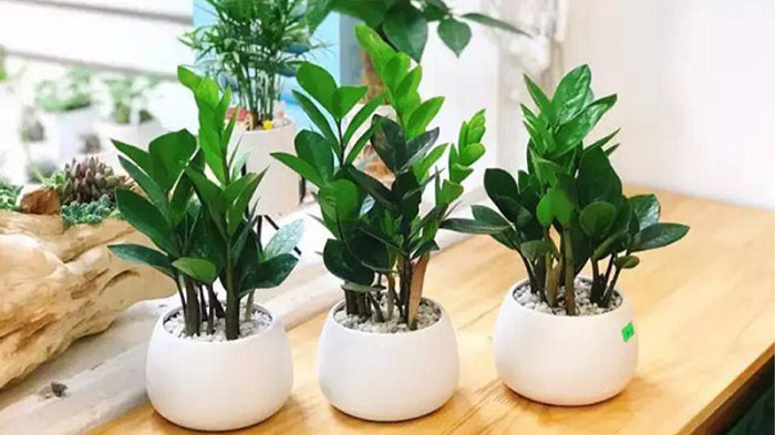 Cây Trong Phòng Khách – Ý Nghĩa, Lợi Ích, Cách Chọn & Phong Thủy Đầy Đủ 9 Cây Kim Tiền