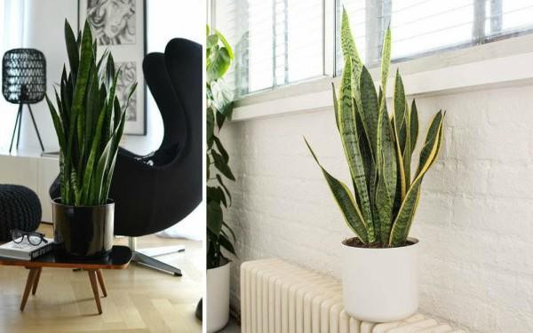 Cây To Trồng Trong Nhà – Gợi Ý Đẹp, Dễ Chăm Sóc & Hợp Phong Thủy 10 Cây Lưỡi Hổ to trong nhà