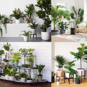 Cây Phong Thủy Trong Nhà