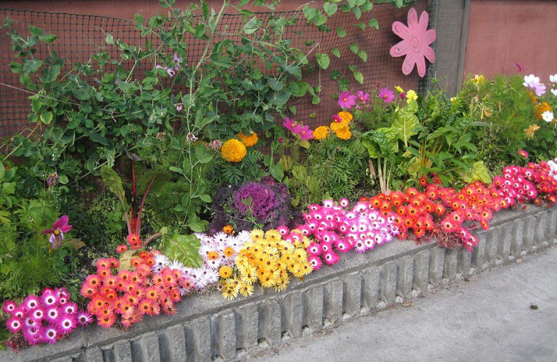 Cây Trồng Bồn Hoa Trước Nhà – Ý Nghĩa, Loại Cây & Cách Chọn Hợp Phong Thủy 8 Cây Trồng Bồn Hoa Trước Nhà