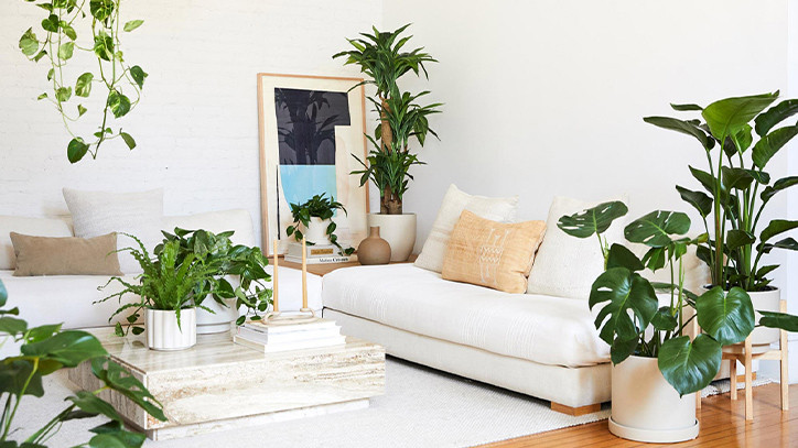 Cây Trong Phòng Khách – Ý Nghĩa, Lợi Ích, Cách Chọn & Phong Thủy Đầy Đủ 8 Cây Trong Phòng Khách