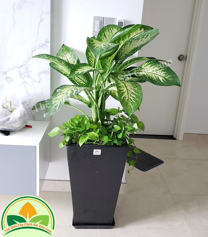 Cây To Trồng Trong Nhà – Gợi Ý Đẹp, Dễ Chăm Sóc & Hợp Phong Thủy 12 Cây Vạn Niên Thanh