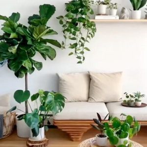 Cây Xanh Trong Nhà