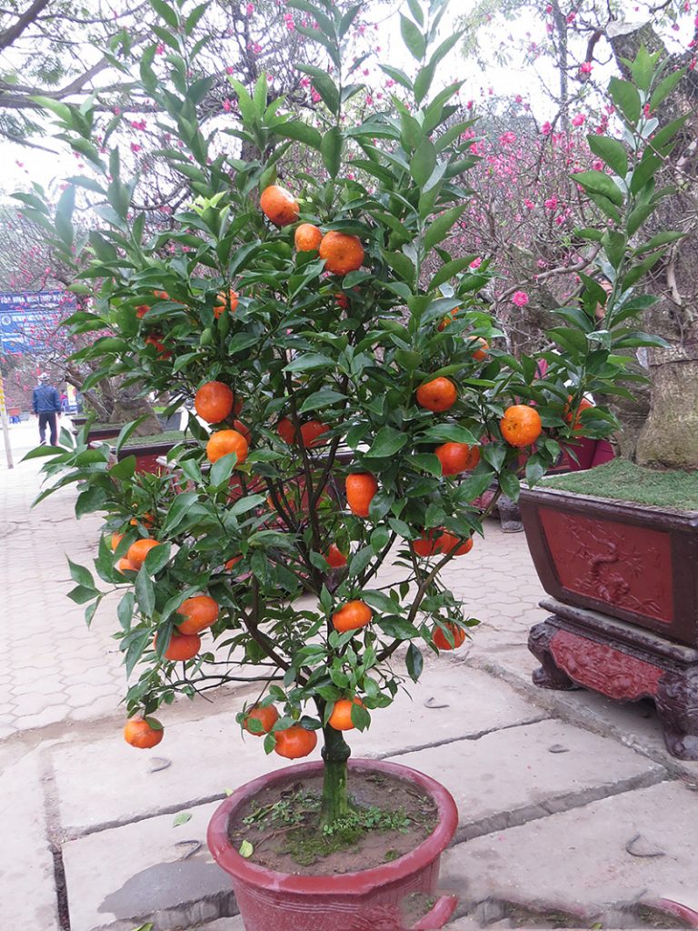 Cây Trồng Bồn Hoa Trước Nhà – Ý Nghĩa, Loại Cây & Cách Chọn Hợp Phong Thủy 14 Cây cam trước nhà