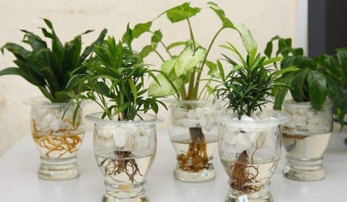Cây trồng trong nước, Cây trồng bể cá - Lợi Ích & Cách Chăm Sóc Hiệu Quả 11 Cây cảnh trồng trong nước trong nhà