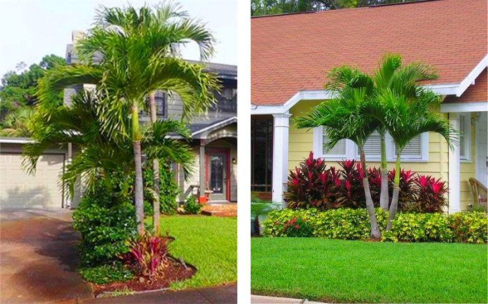 Cây Trồng Bồn Hoa Trước Nhà – Ý Nghĩa, Loại Cây & Cách Chọn Hợp Phong Thủy 10 Cây cau cảnh