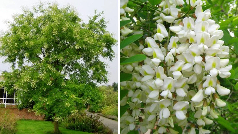 Cây Trồng Bồn Hoa Trước Nhà – Ý Nghĩa, Loại Cây & Cách Chọn Hợp Phong Thủy 9 Cây hoa hòe trước nhà