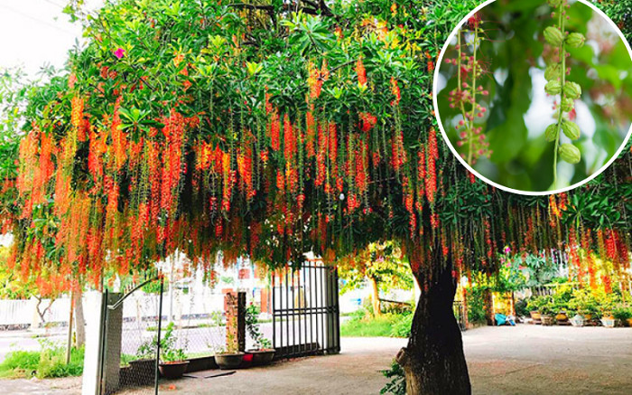 Cây Trồng Bồn Hoa Trước Nhà – Ý Nghĩa, Loại Cây & Cách Chọn Hợp Phong Thủy 11 Cây lộc vừng trước nhà