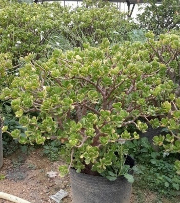 Cây Trồng Bồn Hoa Trước Nhà – Ý Nghĩa, Loại Cây & Cách Chọn Hợp Phong Thủy 12 Cây ngọc bích trước nhà