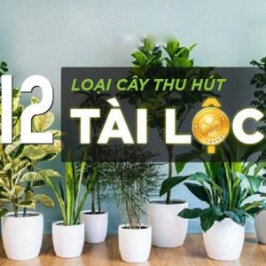 Cây phong thủy tài lộc