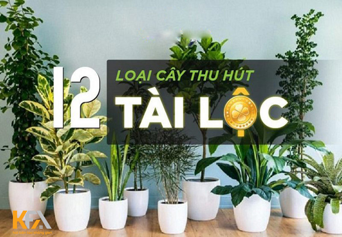 Cây Phong Thủy Tài Lộc – Top Loại Cây Mang Lợi Ích Tài Vận + Ý Nghĩa & Cách Bố Trí 9 Cây phong thủy tài lộc