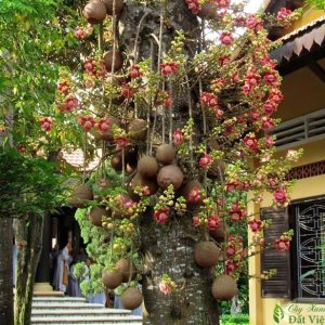 Cây tha la trồng phong thủy