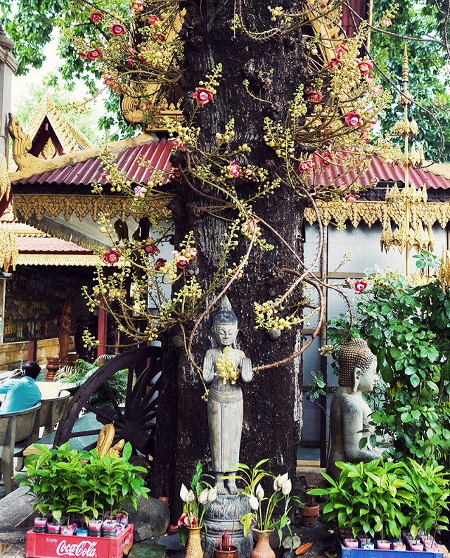 Cây Tha La (Sala) – Ý Nghĩa & Phong Thủy Khi Trồng Tại Nhà 6 Cây tha la