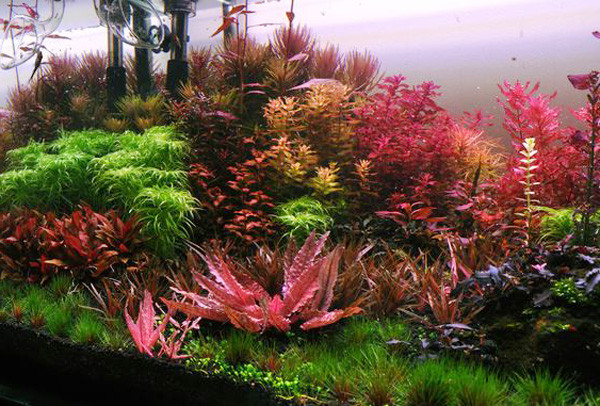 Cây trồng trong nước, Cây trồng bể cá - Lợi Ích & Cách Chăm Sóc Hiệu Quả 9 Cây thủy sinh nổi chìm