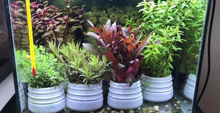 Cây trồng trong nước, Cây trồng bể cá - Lợi Ích & Cách Chăm Sóc Hiệu Quả 7 Cây trồng trong nước, Cây trồng bể cá