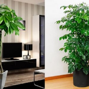 Cây trồng trong phòng khách