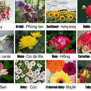 Kết Hợp Các Loại Hoa Đẹp