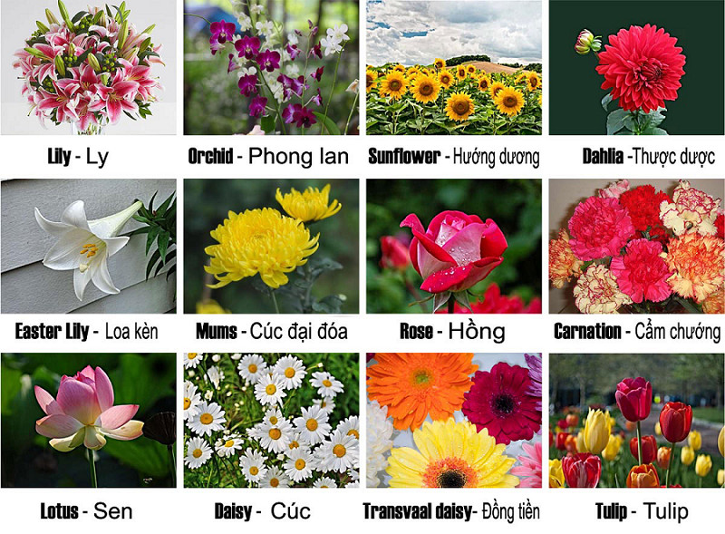 Cách Kết Hợp Các Loại Hoa Đẹp, Hài Hòa & Chuẩn Phong Thủy Trong Trang Trí 4 Kết Hợp Các Loại Hoa Đẹp