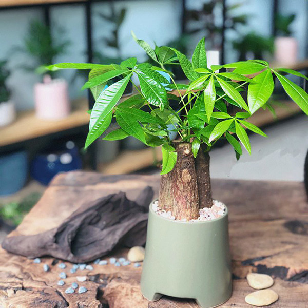 Cây trồng trong phòng khách – Hướng Dẫn Chọn Cây, Phong Thủy & Cách Bố Trí Đúng 12 Kim Ngân