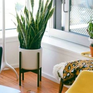 Cây lưỡi hổ phòng khách