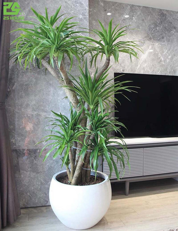 Cây To Trồng Trong Nhà – Gợi Ý Đẹp, Dễ Chăm Sóc & Hợp Phong Thủy 7 Cây to trồng trong nhà