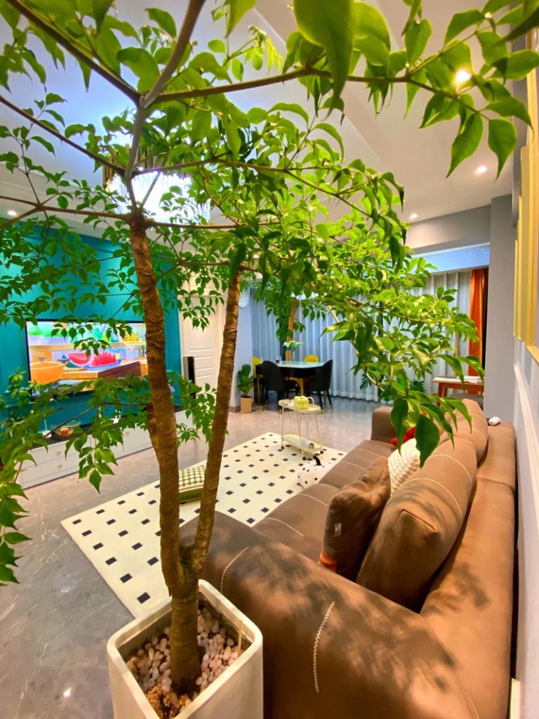 Đặt cây Phòng khách